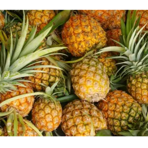 PINE APPLE