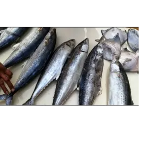 FISH