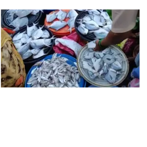 FISH - Image 2