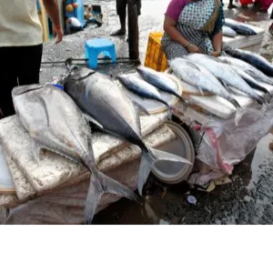 FISH - Image 3