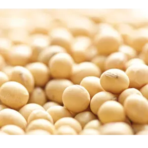 SOYBEAN - Image 2
