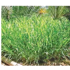 Rhodes grass