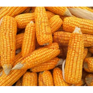 MAIZE by Trade Connect Private Limited