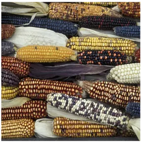MAIZE - Image 2