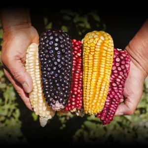 MAIZE - Image 3