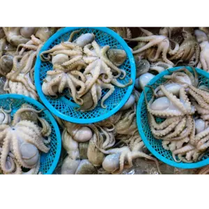 octopus - Image 2