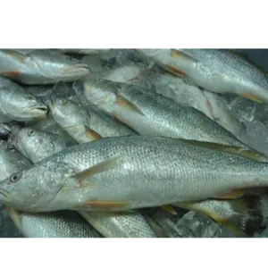 CROAKER FISH - Image 2