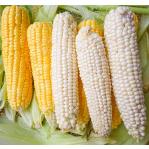 YELLOW AND WHITE CORN by R S BROTHERS LLC