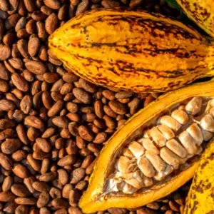 Cocoa Beans - Image 2