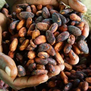 Cocoa Beans - Image 3