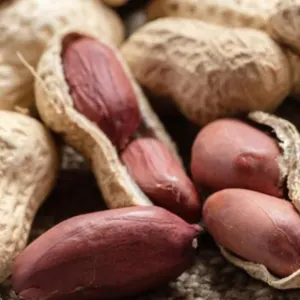 Peanut - Image 2