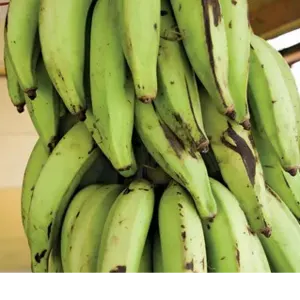 Plantains by Landoc Shipping & Trading LLC