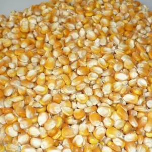 Non gmo and gmo corn/maize for sale