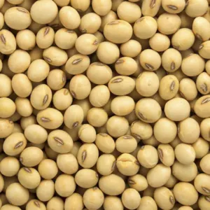 Soybeans by Diaspora Logistics Ltd