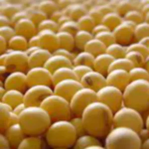 Soja NON GMO Brazil