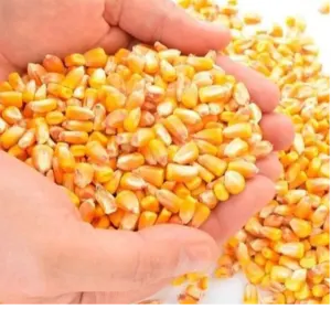 YELLOW CORN NGMO
