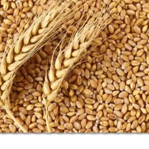 wheat (common) by Amg empire invest