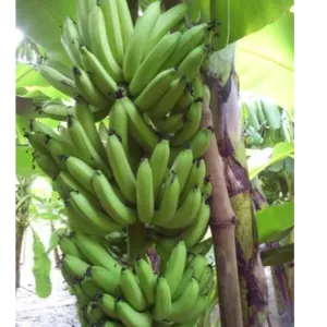G9 Banana