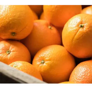orange by SIYA IMPORT EXPORT