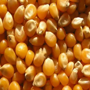 Maize / Corn for sale