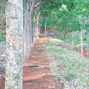 Rubber Plantation - Image 2