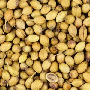 Coriander - Image 2