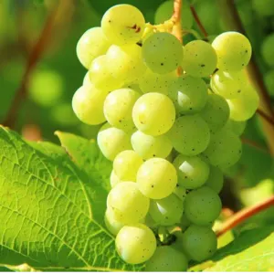 GRAPES