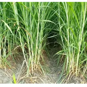 Pakchong grass by Indo Java International