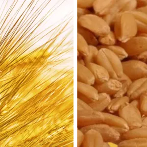 Feed Wheat