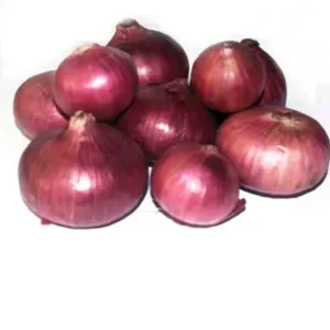 Onion by M D M Trading Company