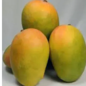 Kesar mango