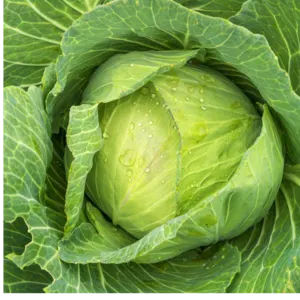 cabbage