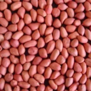 Groundnut