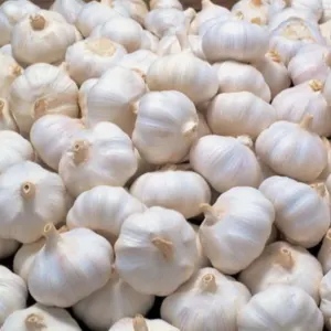 WHITE GARLIC by SHREEYA MULTIBIZ LLP