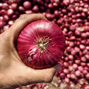 Nasik Red Onion - Image 3