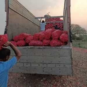 Nasik Red Onion - Image 2