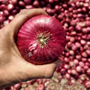 Nasik Red Onion