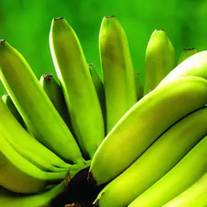G9 Cavendish Banana - Image 2