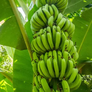 G9 Cavendish Banana - Image 3