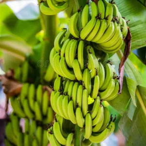 G9 Cavendish Banana by SIYA IMPORT EXPORT