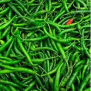 G4 Chilli - Image 2
