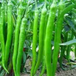 G4 Chilli - Image 3