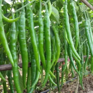 G4 Chilli by SIYA IMPORT EXPORT