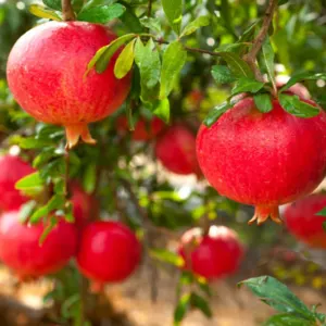 Pomegranate by SIYA IMPORT EXPORT