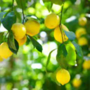 Lemon by SIYA IMPORT EXPORT
