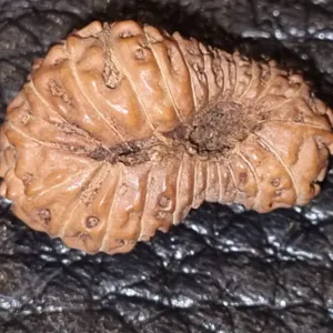 24 Mukhi Rudraksha - Image 2