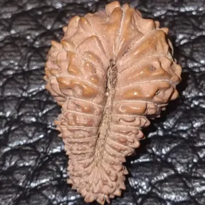 25 Mukhi Rudraksha - Image 2