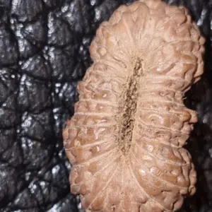 26 Mukhi Rudraksha - Image 2