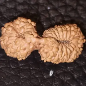21 Mukhi Gauri Shankarr - Image 2