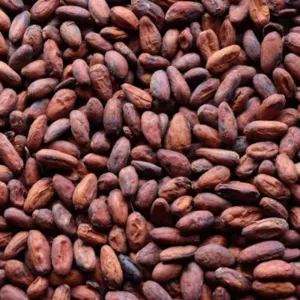 Cocoa Beans From Ivory Coast